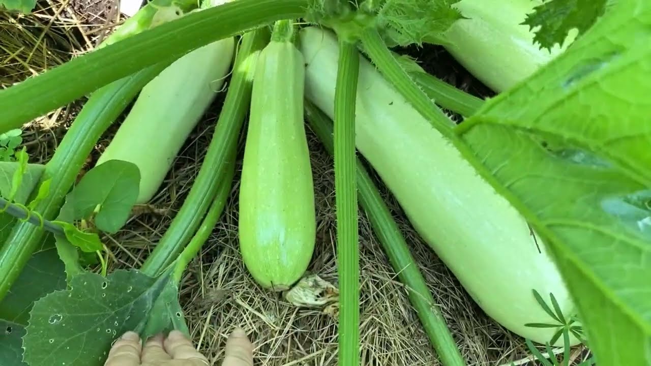 Теперь кабачки не будут гнить на кустах!