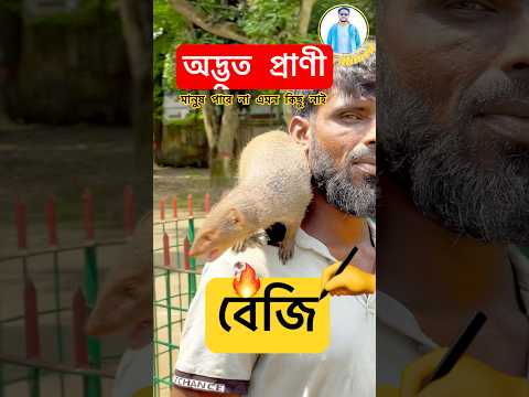 অদ্ভুত এই প্রাণীও পোষ মানে🔥 #বেজি #viral #magura