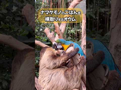 ナマケモノのごはんを奪うオウム🤣ww#神戸どうぶつ王国 #動物園#オウム#ナマケモノ