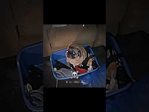 DOGS ☠️ #dog #tiktok #memes #phonk #edit #capcut #music #dj #viral #fyp #foryou #xd #edits