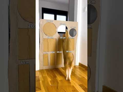 Part 2: When Cats Try Parkour 😳🐱 #Funny