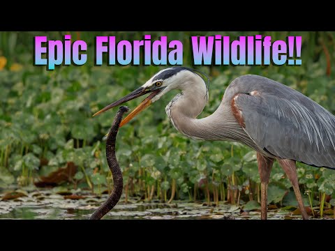 Epic Florida Wildlife - Cinematic Footage