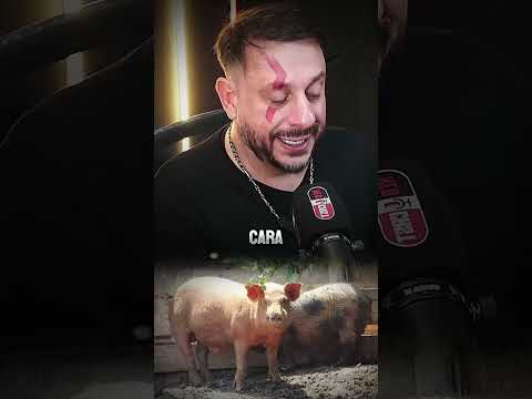 O PORCO É UM ANIMAL PERIGOSO?