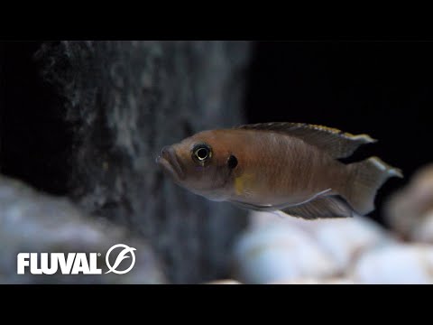 Lake Tanganyika 40 Gal. Cube Aquarium | Relaxing Cinematic