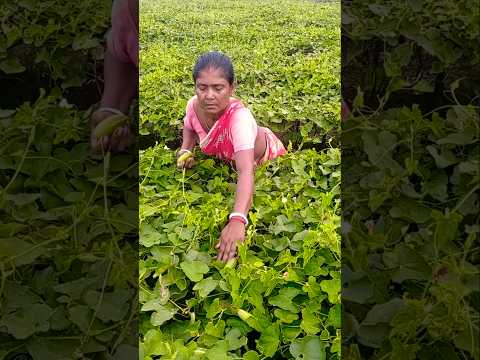 Pointed Gourd Harvest at First Light โ Woman Farmerโs Daily Grind! ๐๐ฉโ๐พ #shorts