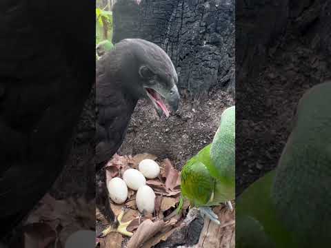 An eagle in a parrot's nest#bird #eagle #beautiful #beautifulparrot #love #parrot#eggs #love