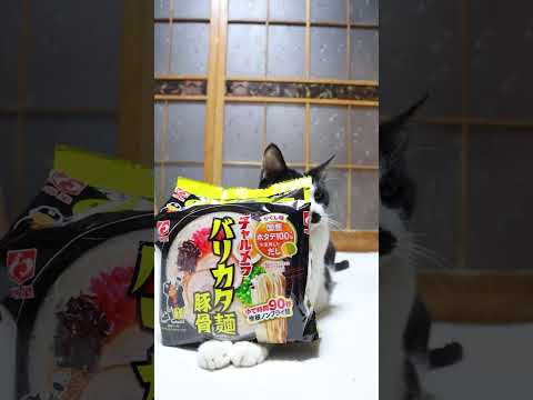 猫の動画サムネイル - チャルメラ バリカタ麺豚骨　250512　#のせ猫　#ねこ #cat #cute #ネコ #cutecat #kitten #猫のいる暮らし