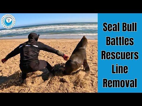 Seal Bull Battles Line Removal