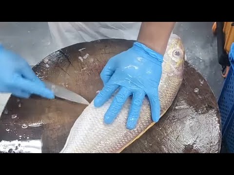 yant is live(kerisi belah perut)