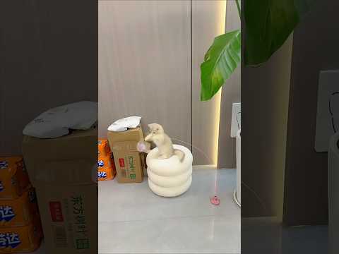 Cat video ! cat voice ! cat sound ! cat meowing #shorts #youtubeshorts #cat #cats #catsound