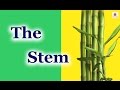 Understanding Plant Stems