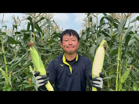 米ぬか肥料で野菜が大きく育つ 26/7/16