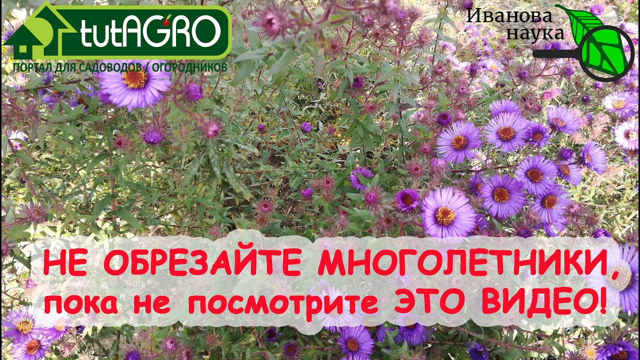 Что будет, если не обрезать многолетники на зиму?