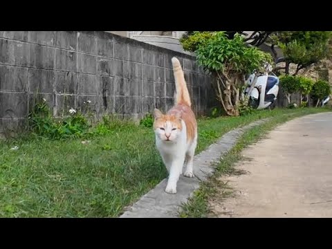 公園の猫の散歩に付いていってみた