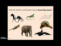 Vertebrates and Invertebrates Classification