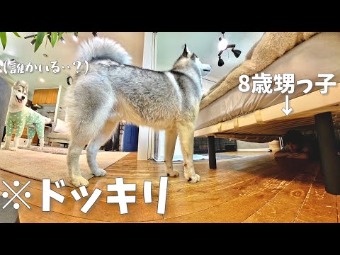 【検証】散歩から帰ると3ヶ月会ってない甥っ子がベッドの下に隠れてたら気づくのか！？　【シベリアンハスキー】