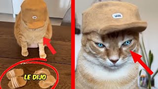 This Is What Happens When Men Take Care of Cats
