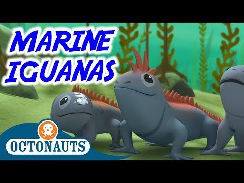 Octonauts - The Marine Iguanas | Full Episode | Cartoons for Kids