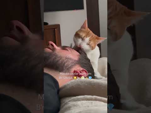 Masaje capilar premium, mejor que en peluquería. 🐈💎✨😶🌫️ #cat #gatos