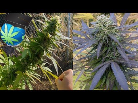 2025 Flowering + Harvest  + Strains Impressions