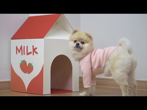 DIY milk carton-shaped puppy house from cardboard