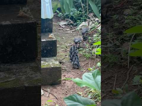 കാട്ടു താറാവിനെ കണ്ടിട്ടുണ്ടോ...😍 | wild duck | flying duck | wild duck with chiks | monster fish