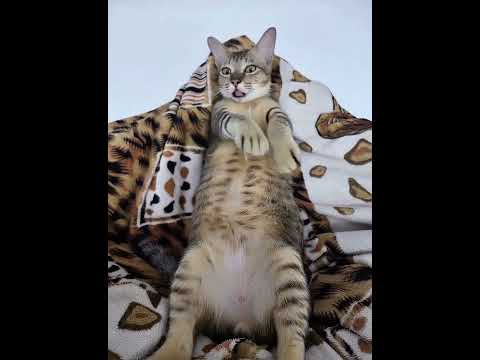 vũ điệu bé Tròn _ Cat dancing #khethui #cat