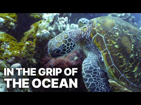 Wild Galapagos - In the Grip of the Ocean | Unique Wildlife