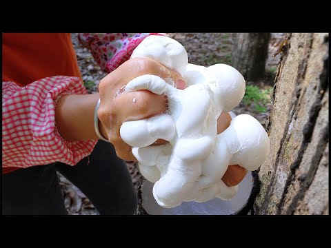 Satisfying Natural Rubber Production Process !  Asia's Largest Rubber Farm !