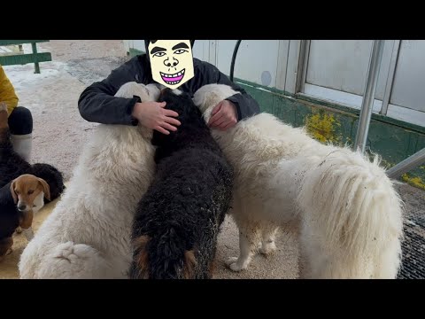 ペインさかい、犬に好かれる。