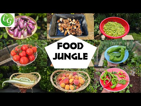 California Gardening Food Jungle: Summer 2024 Harvests, Tour & Tips!