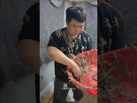 The SHOCKING Truth About Lizard Farming in China Nobody Tells You