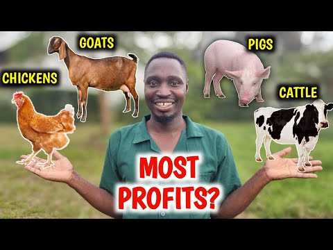 Chickens vs Pigs vs Goats vs Cattle | Which Is More PROFITABLE?