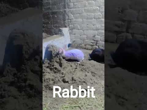 #White and black rabbit