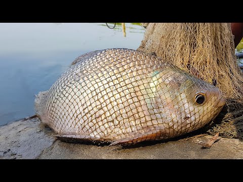 Cast Net Fishing | Net Fishing | Best Net Fishing Video #fishing