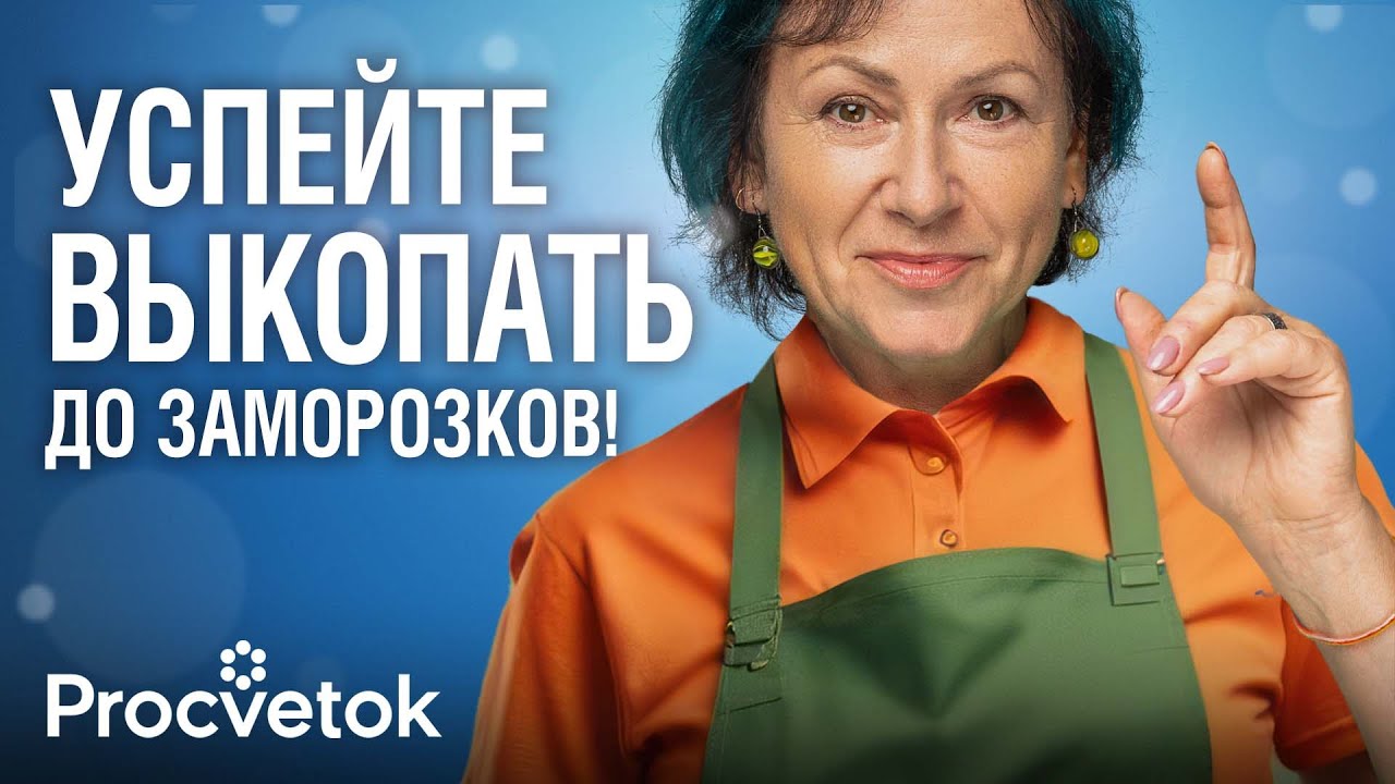 Выкопайте эти цветы в октябре! Когда выкапывать и как хранить георгины, гладиолусы, каллы, бегонии