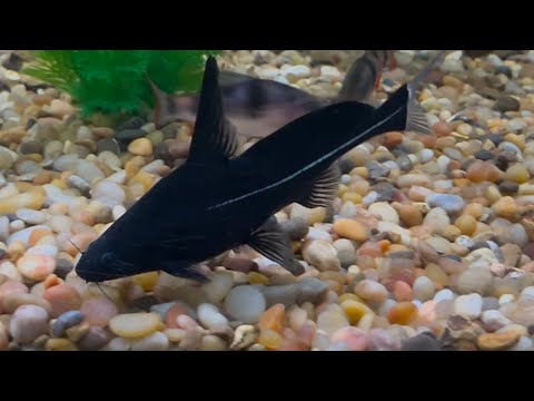 The Black Lancer Catfish! Rare Oddball Fish 