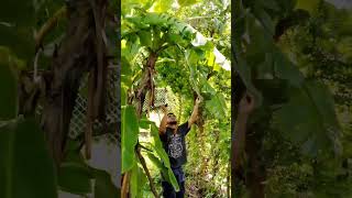 buscando bananas #viralvideo