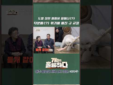 이러다 정말 '큰일' 나겠어요 #개는훌륭하다 ㅣ KBS 260323 방송