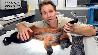 I RUSHED My MONKEY to the EMERGENCY VET!