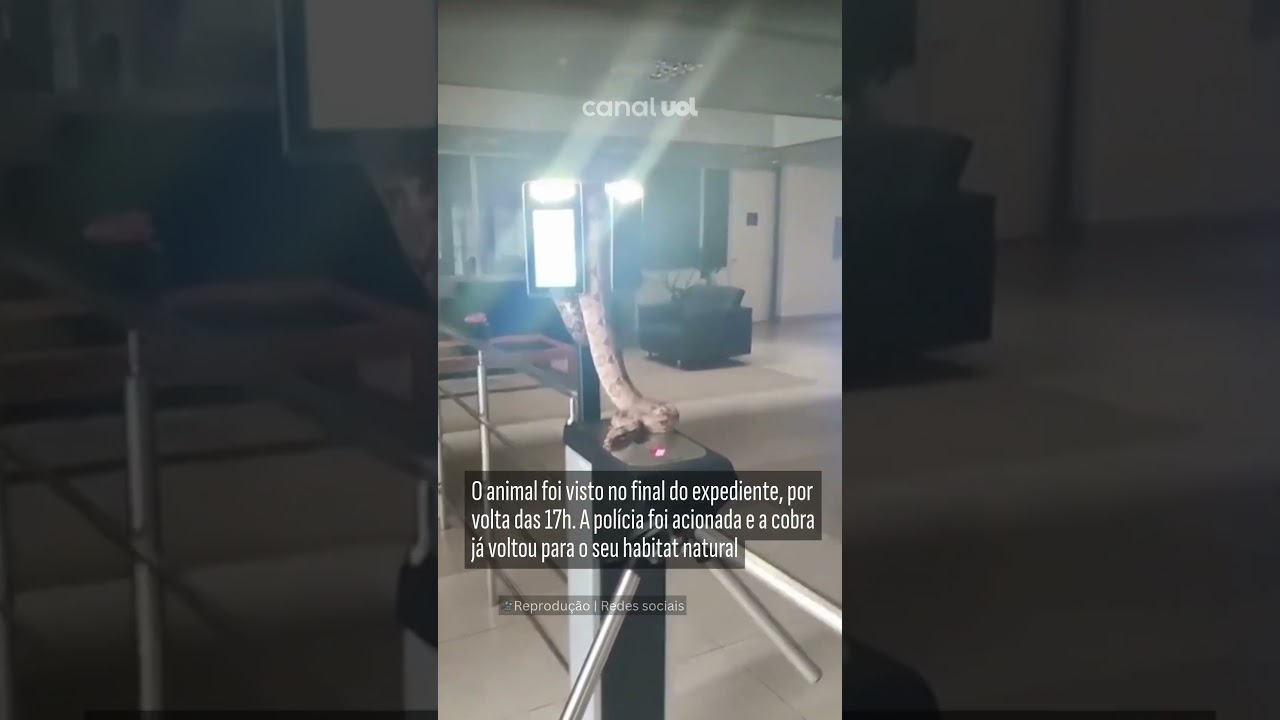 Jiboia “bate ponto” no Tribunal de Contas do Estado em Campo Grande