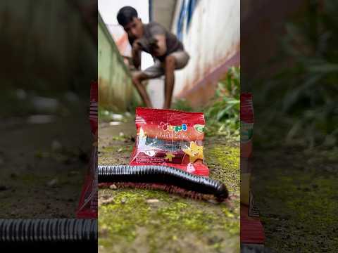 Come closer, the scent of jelly will guide the millipedes home.#shortvideo#centipede
