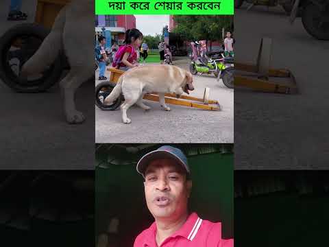 ছোট বাচ্চাদের স্কুলে নিয়ে যাওয়া নিয়ে আসার দারুন একটি গাড়ি। #dogs #baby