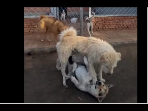 Great Example Of Big Dog Pack Leader Keeping Order In The Pack - Herd & Pack Order