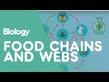 Understanding Food Chains and Webs