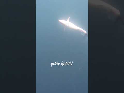 kisi kisi #fishing #spearfishing #fish