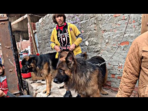 سوق الجمعة سوق الكلاب واسعارها ف منطقة السيدة عائشة