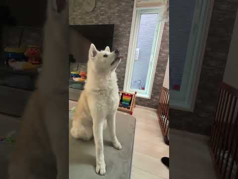 #akitainu 遊んでる途中にオヤツを見せられた秋田犬