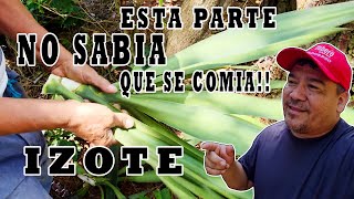 ¡No Sabía Que Esta Parte del Izote Se Comía en El Salvador! 😱🌿