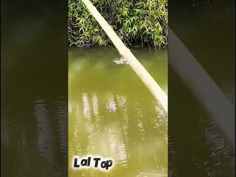 লাল বাবা টোপে বোদা বোদ মাছ😍Red bait fishing|mach dhorar top #ytshorts #shorts #trending